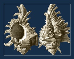 Conch Shells on Navy II