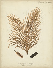 Coral Collection III