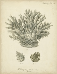 Coral Collection VII