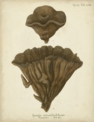 Coral Collection VIII