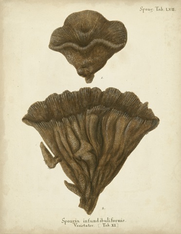 Coral Collection VIII