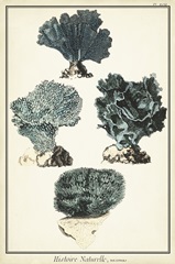 Coral Species I