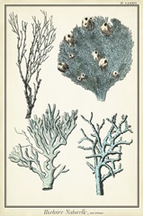 Coral Species II