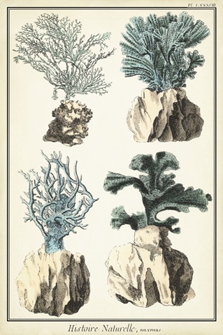 Coral Species III