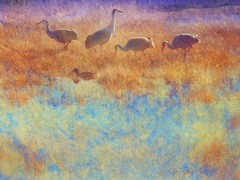 Cranes in Soft Mist