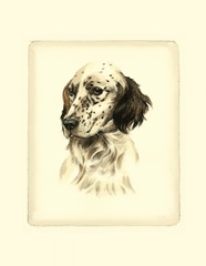 Danchin Setter