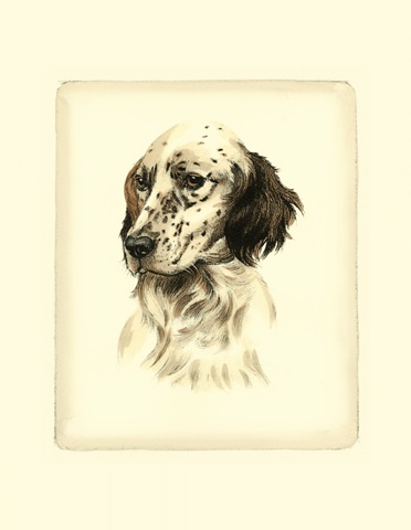 Danchin Setter