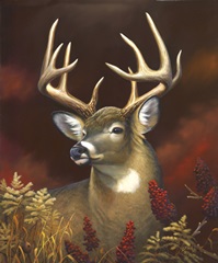 Deer Portrait
