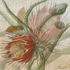 Desert Botanicals II