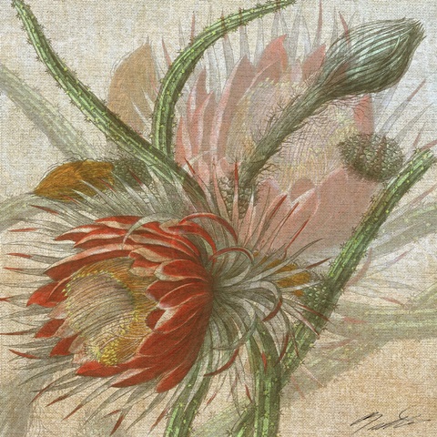 Desert Botanicals II