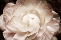 Elegant Ranunculus I