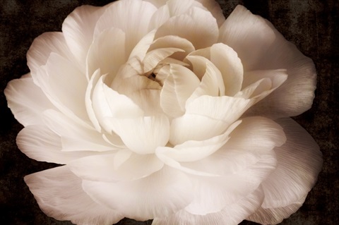 Elegant Ranunculus II