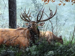 Elk Foraging