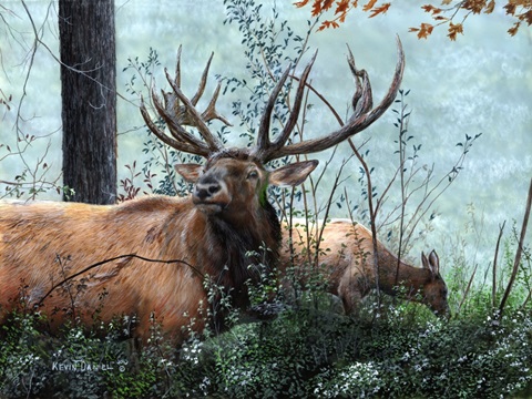 Elk Foraging