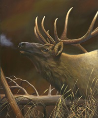 Elk Portrait I
