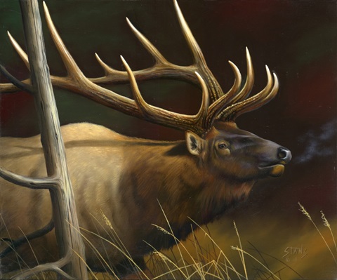 Elk Portrait II