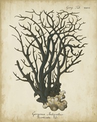 Esper Antique Coral I