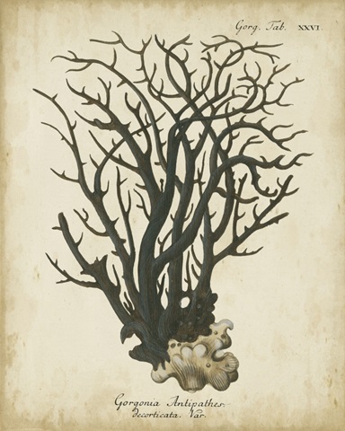 Esper Antique Coral I