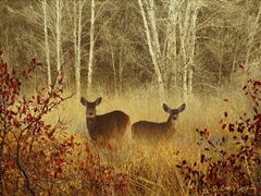 Foggy Deer