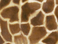 Giraffe II