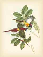Gould Birds of the Tropics III
