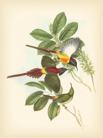 Gould Birds of the Tropics III