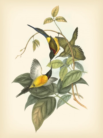 Gould Birds of the Tropics IV