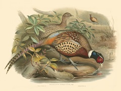 Gould Pheasants I