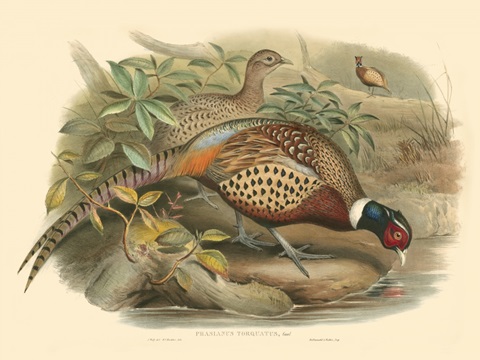 Gould Pheasants I