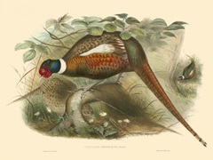 Gould Pheasants II