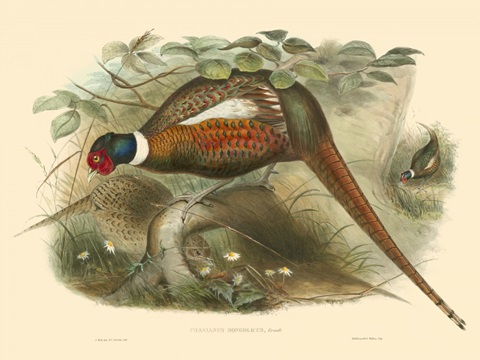 Gould Pheasants II