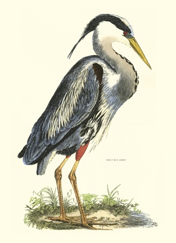 Great Blue Heron