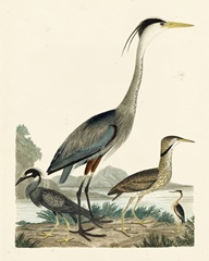 Heron Family I