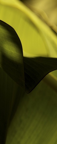 Leaf Detail II
