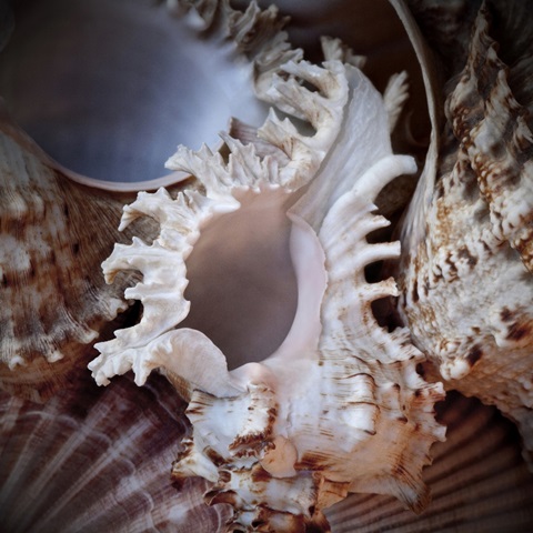 Macro Shells II