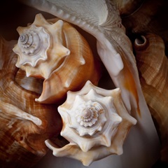 Macro Shells III