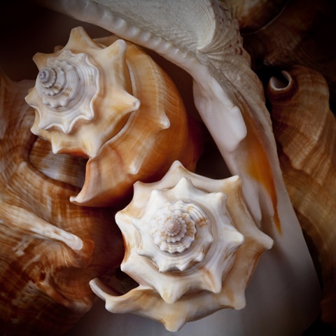 Macro Shells III