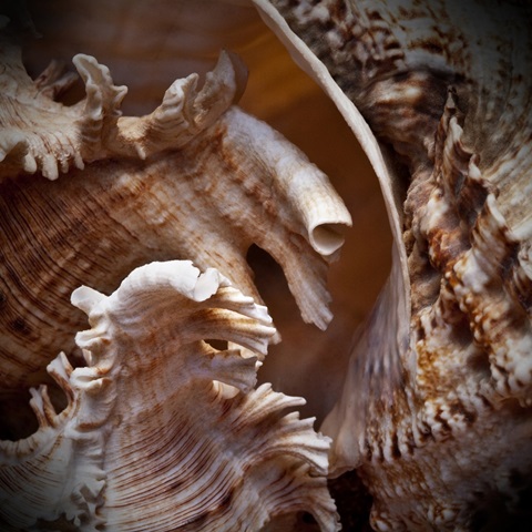 Macro Shells IV