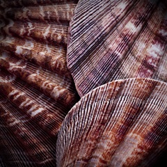 Macro Shells V