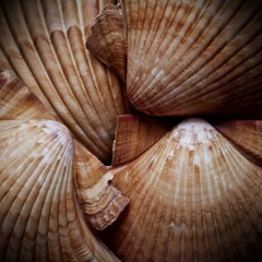 Macro Shells VI