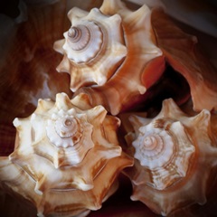 Macro Shells VII