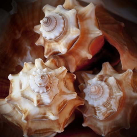 Macro Shells VII