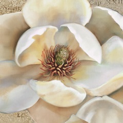 Magnolia Masterpiece II