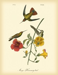 Mango Hummingbird