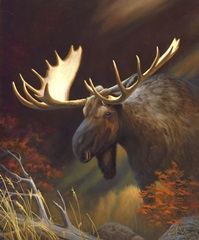 Moose Portrait