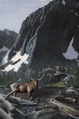 Mountainside Elk I