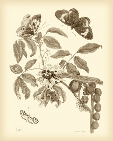 Nature Study in Sepia II