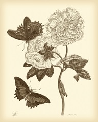 Nature Study in Sepia IV