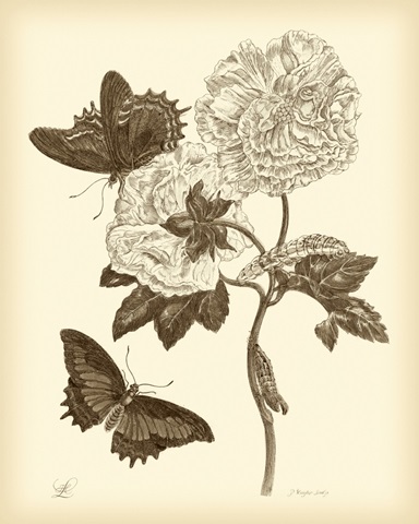 Nature Study in Sepia IV