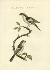Nozeman Birds I